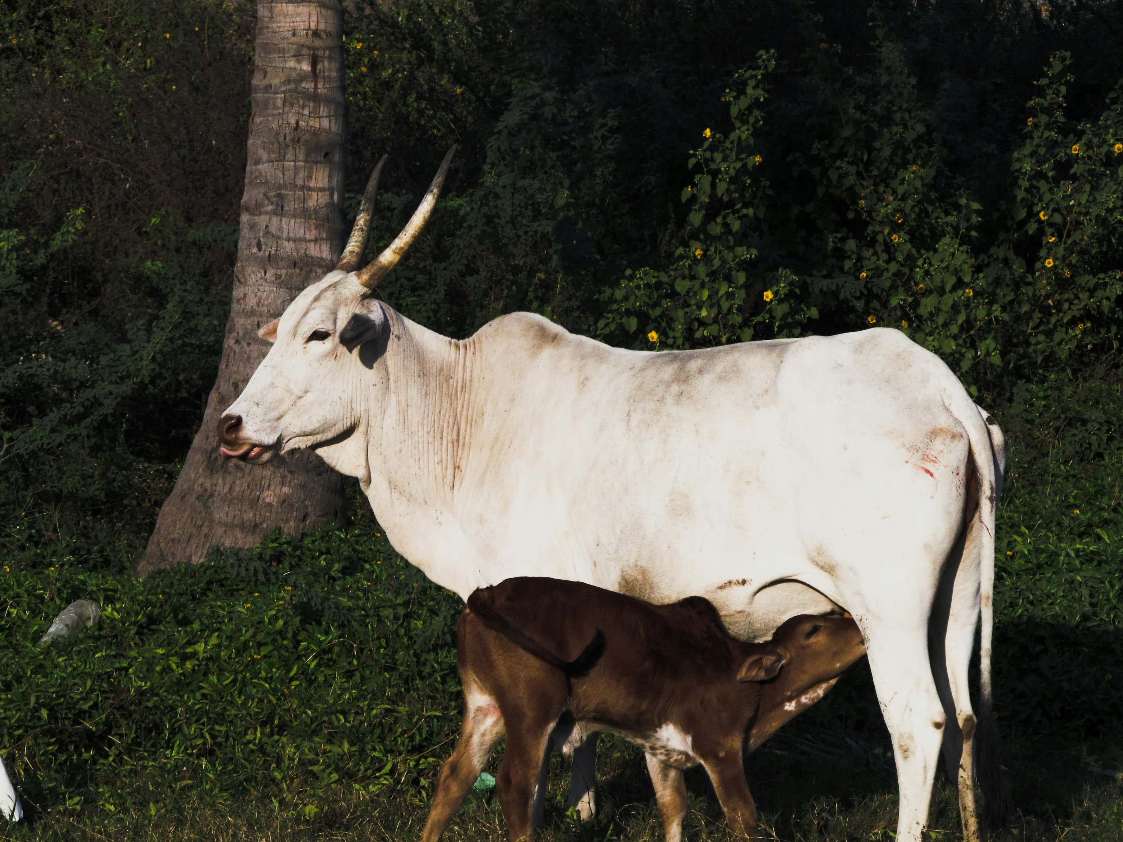 Fresh dairy from Doodh & Co